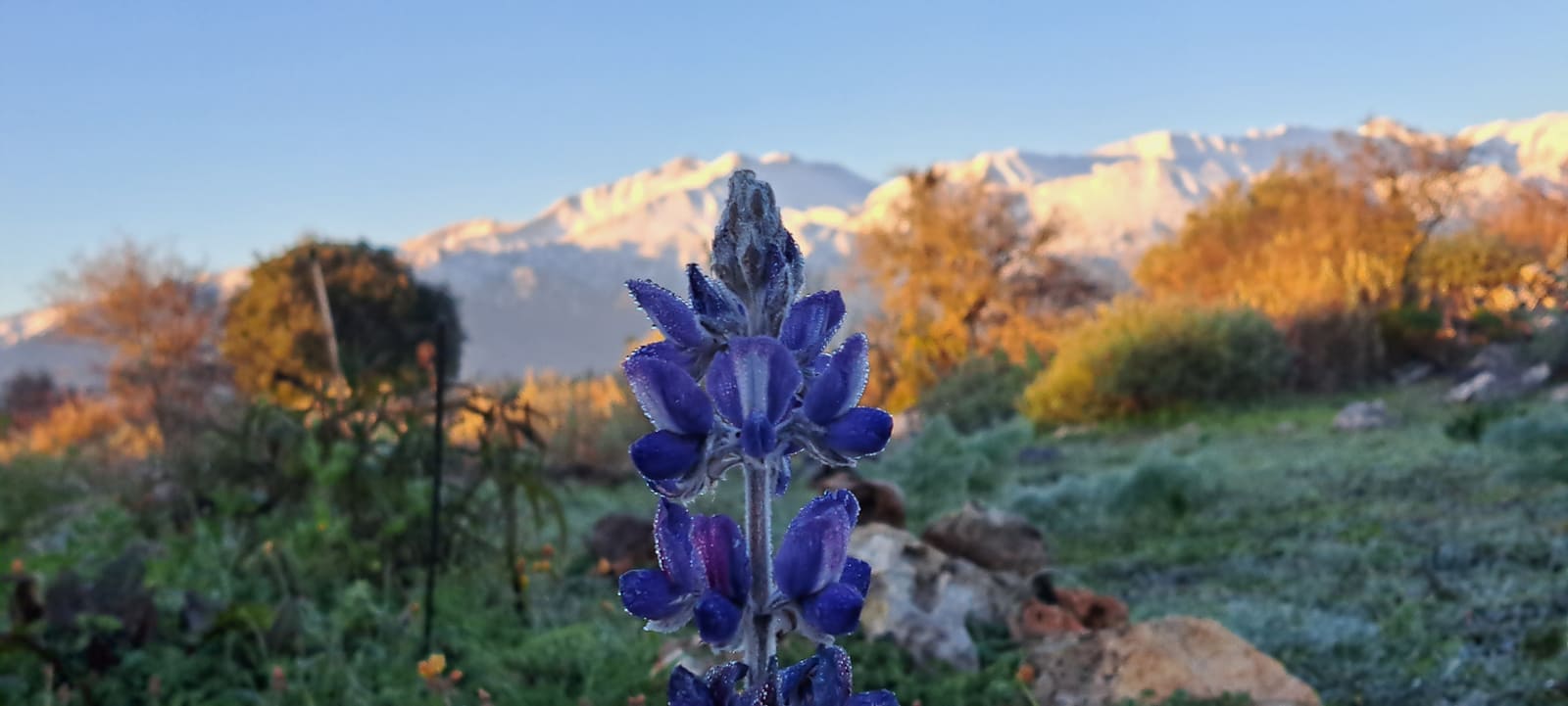 Blaue Lupinen-Blüte im Vordergrund, dahinter schneebedeckte Berge im Morgenlicht